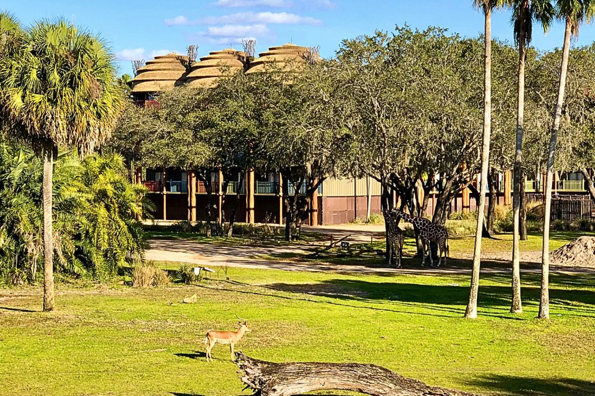 Giraffes and an impala grazing on a grassy savanna at Disney's Animal Kingdom Lodge, with palms and the lodge's thatched turrets behind