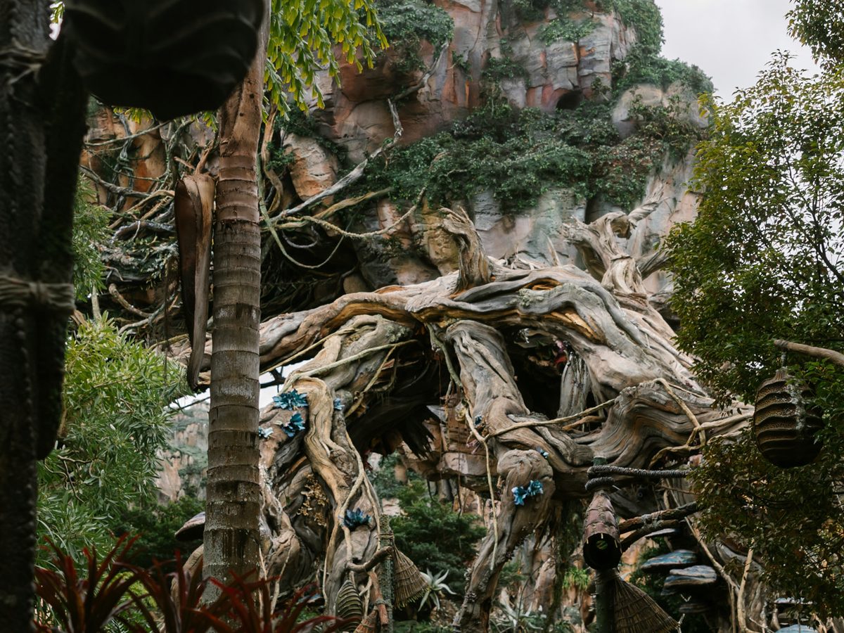 The floating mountains of Pandora at Animal Kingdom, moss-covered rock hanging above the path with vines trailing down