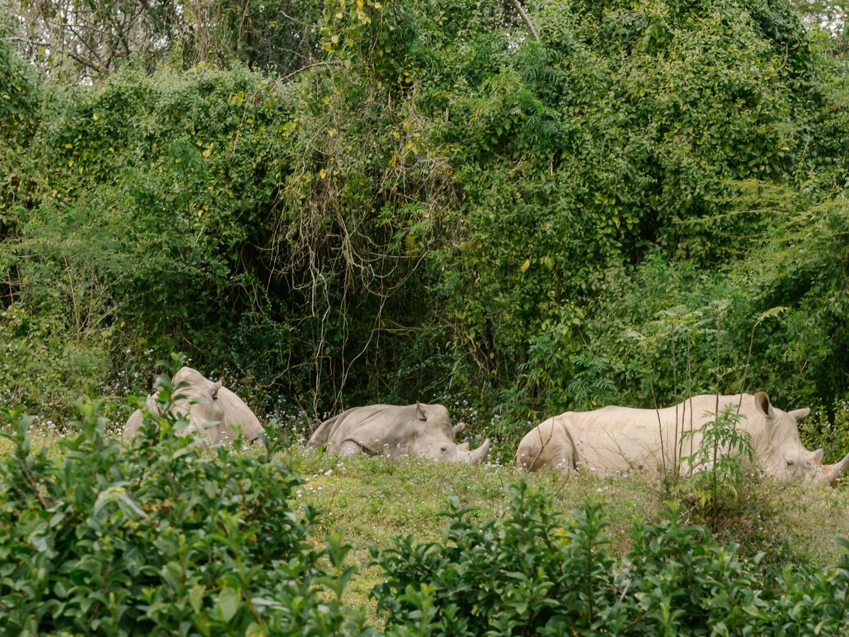 White rhinos resting in the greenery on the Kilimanjaro Safaris savanna at Animal Kingdom