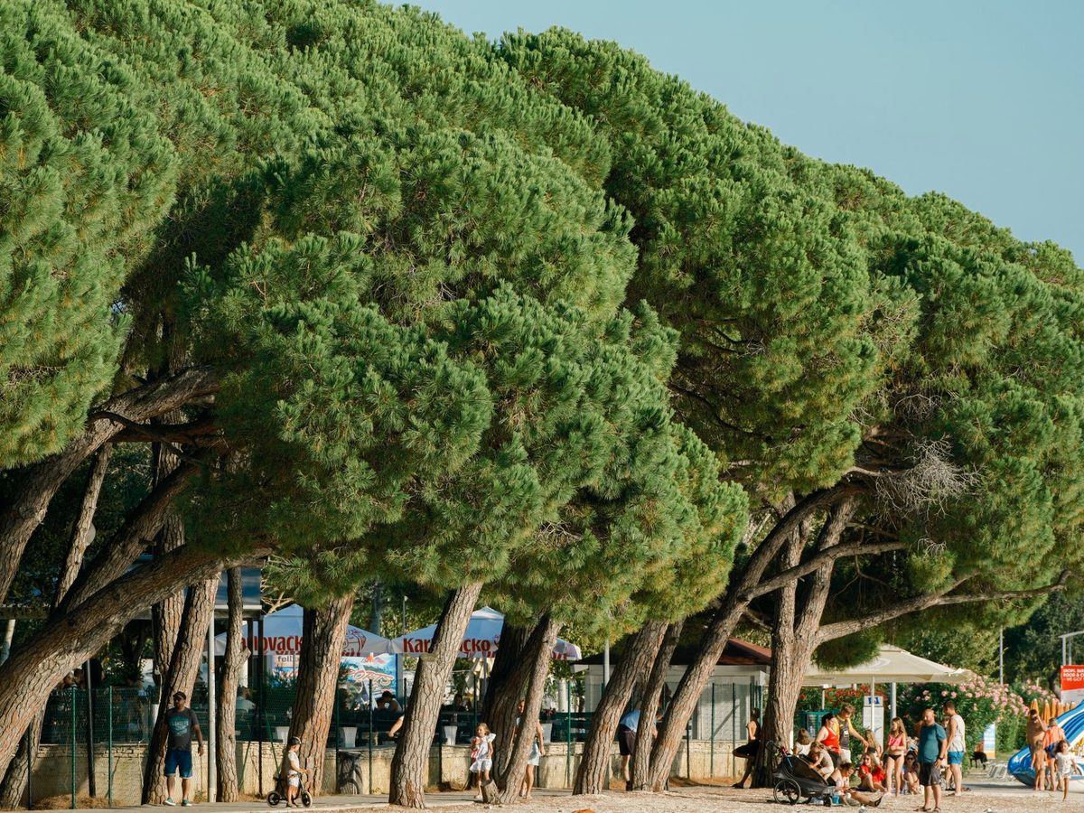 A pine-shaded beach park, the standard Istrian swimming setup