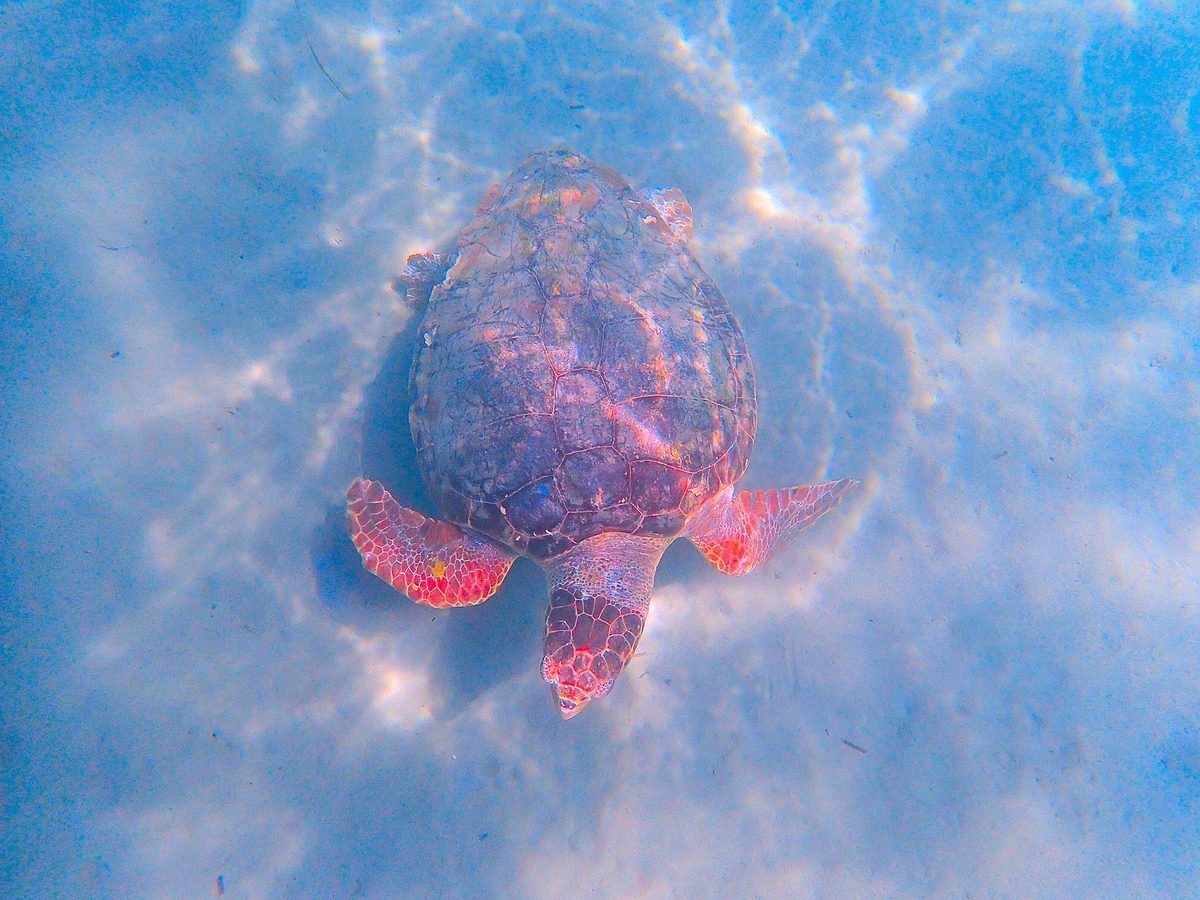 A loggerhead turtle over pale sand