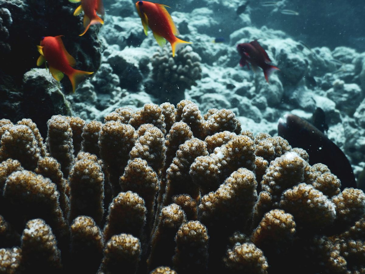 The reef and its fish