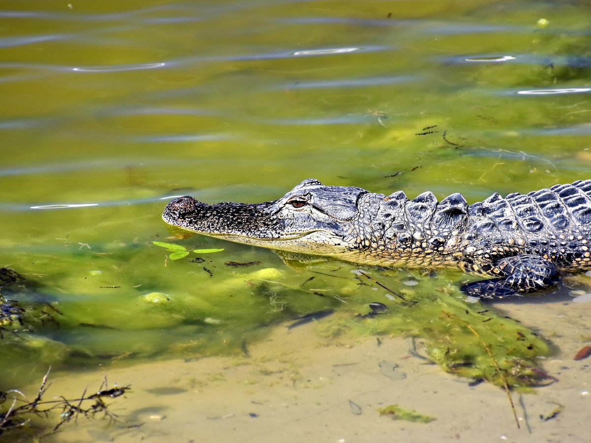 An alligator in a Sarasota wetland. They live in fresh water across the state