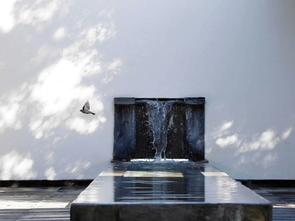 A dark stone water blade spilling into a still reflecting channel against a white wall, a small bird in flight and dappled tree shade.