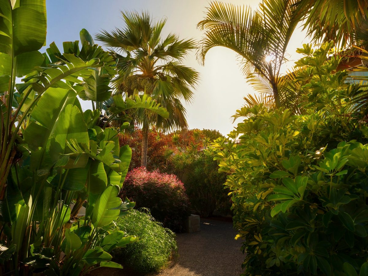 A palm-shaded path winding through dense subtropical planting in the resort grounds.