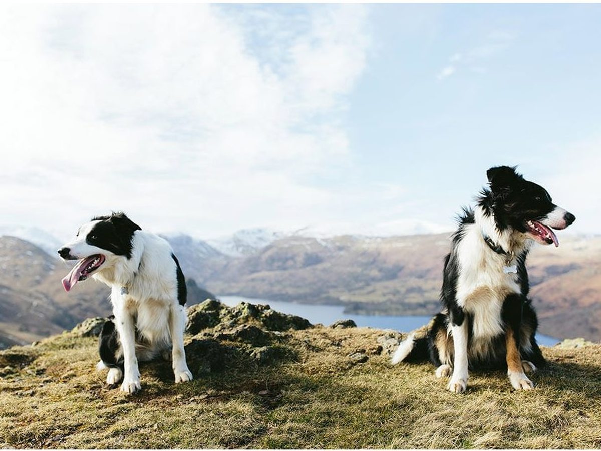 Two border collies sitting on a grassy fell top with the lake and hazy mountains stretching behind.