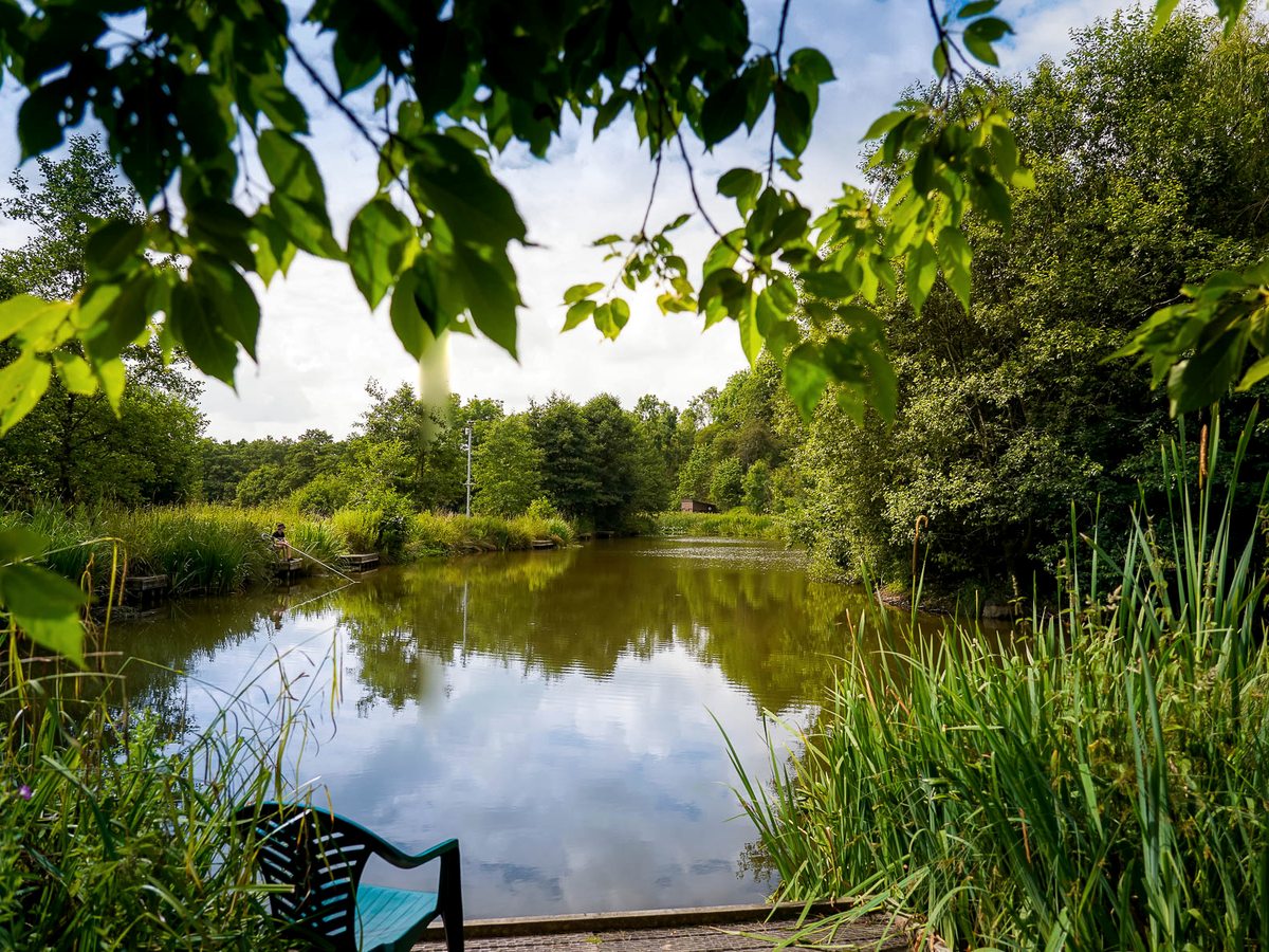 A still fishing lake with a wooden bench and reed-fringed banks, trees reflected in the water.