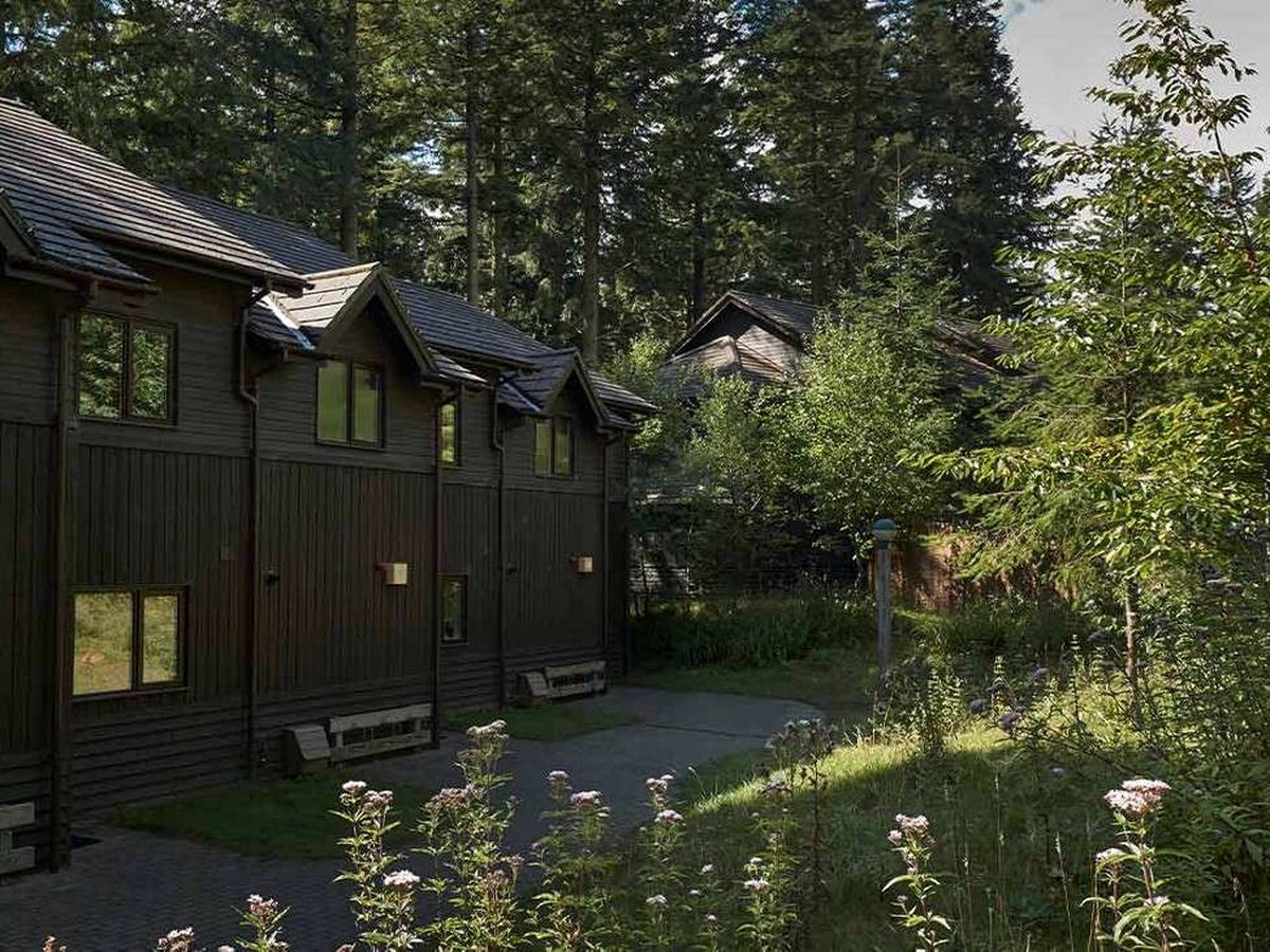 Two-storey dark timber lodges with pitched roofs set among tall pine trees, a path running past the front doors.