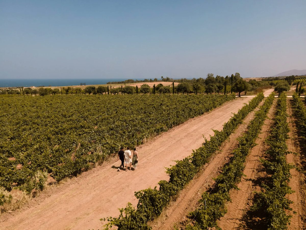 Rows of green vines either side of a dirt track leading toward the sea, with cypress trees and three people walking away under a clear sky.
