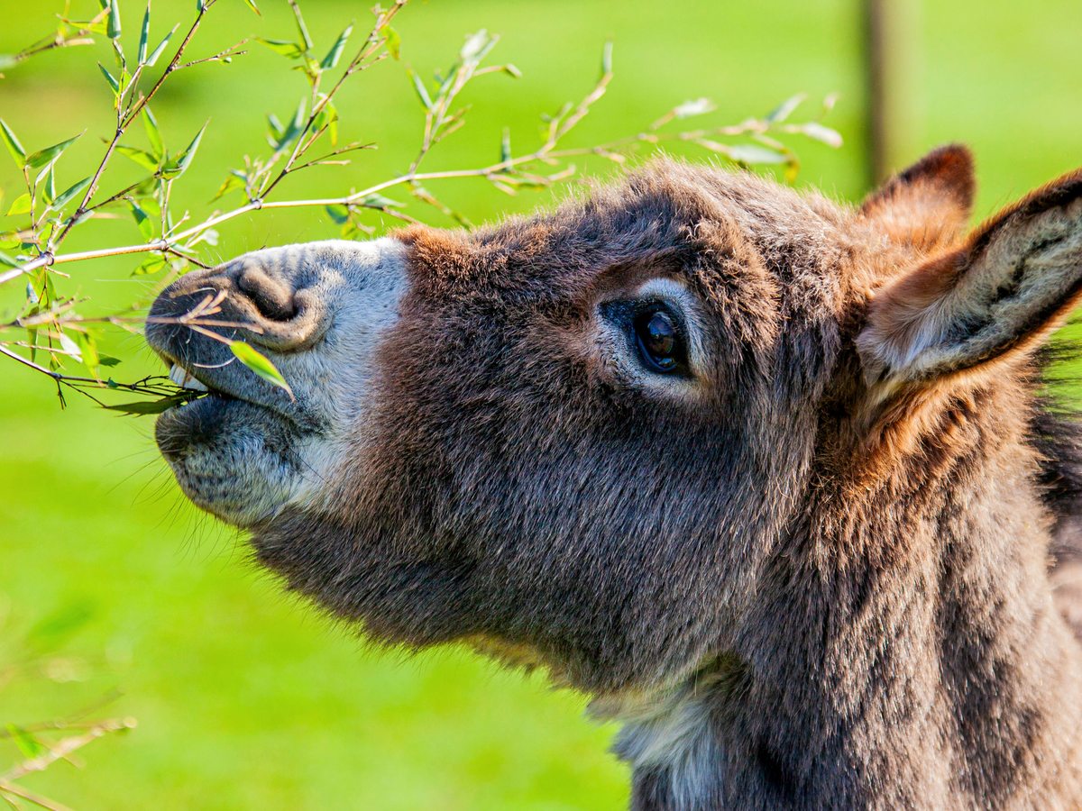A donkey reaching up to nibble leaves from a branch on a sunny day, green grass behind
