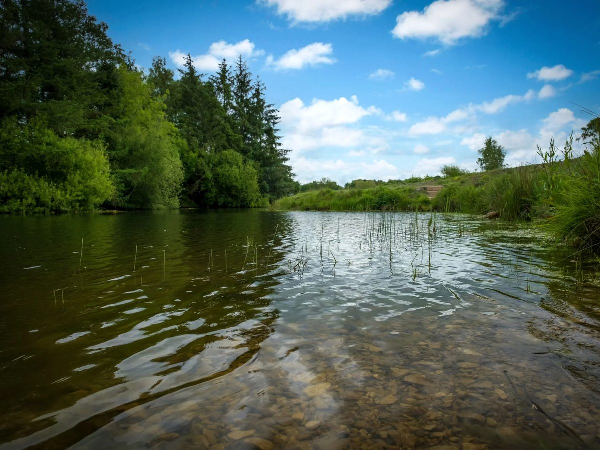A shallow reed-fringed lake with a pebbly margin, trees on the far bank and blue sky.