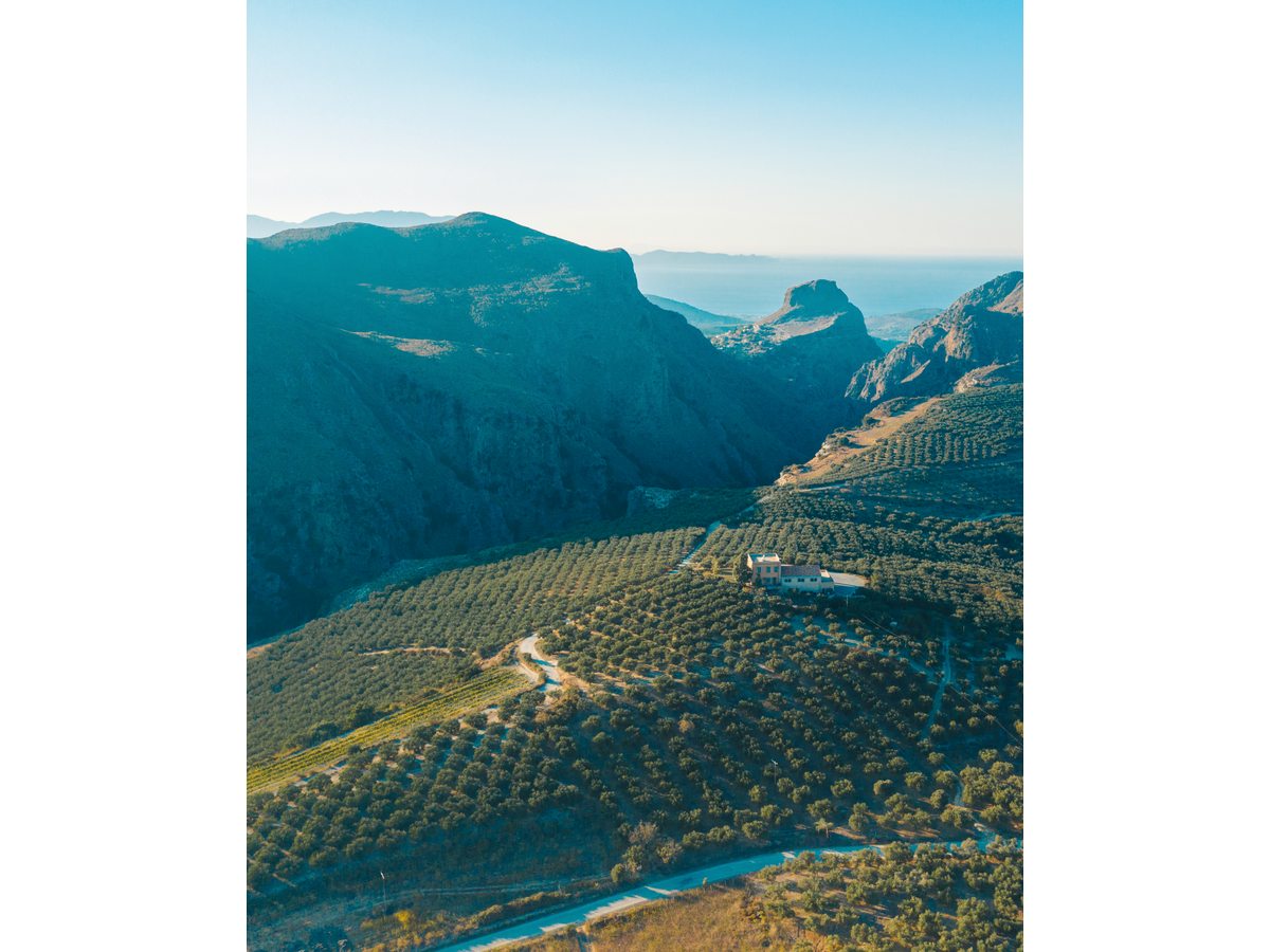 A ridge of Cretan mountains dropping to terraces of olive groves, with the sea beyond.