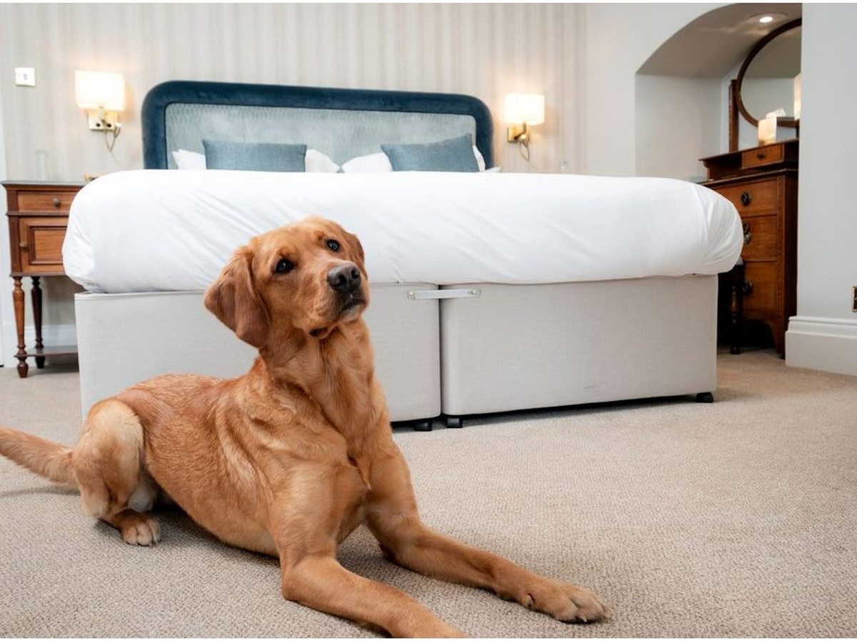 A golden retriever lying on the carpet in front of a double bed with a blue velvet headboard and white bedding.