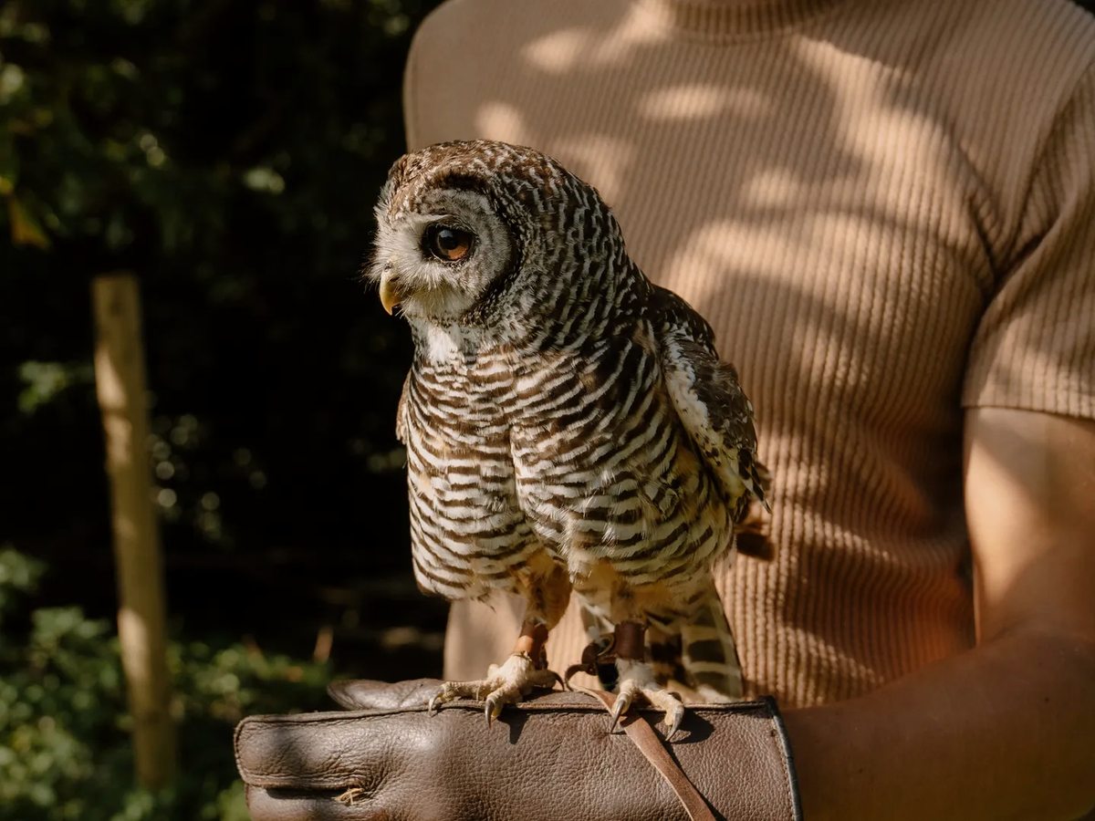 An owl perched on a gloved hand in dappled sunlight.