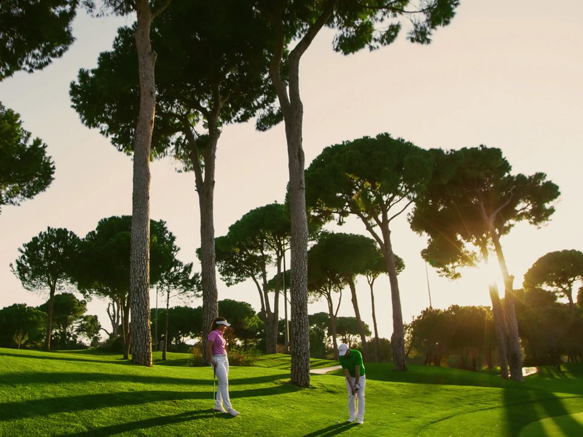 Two golfers on a mown fairway among tall umbrella pines, with low sun coming through the trees.