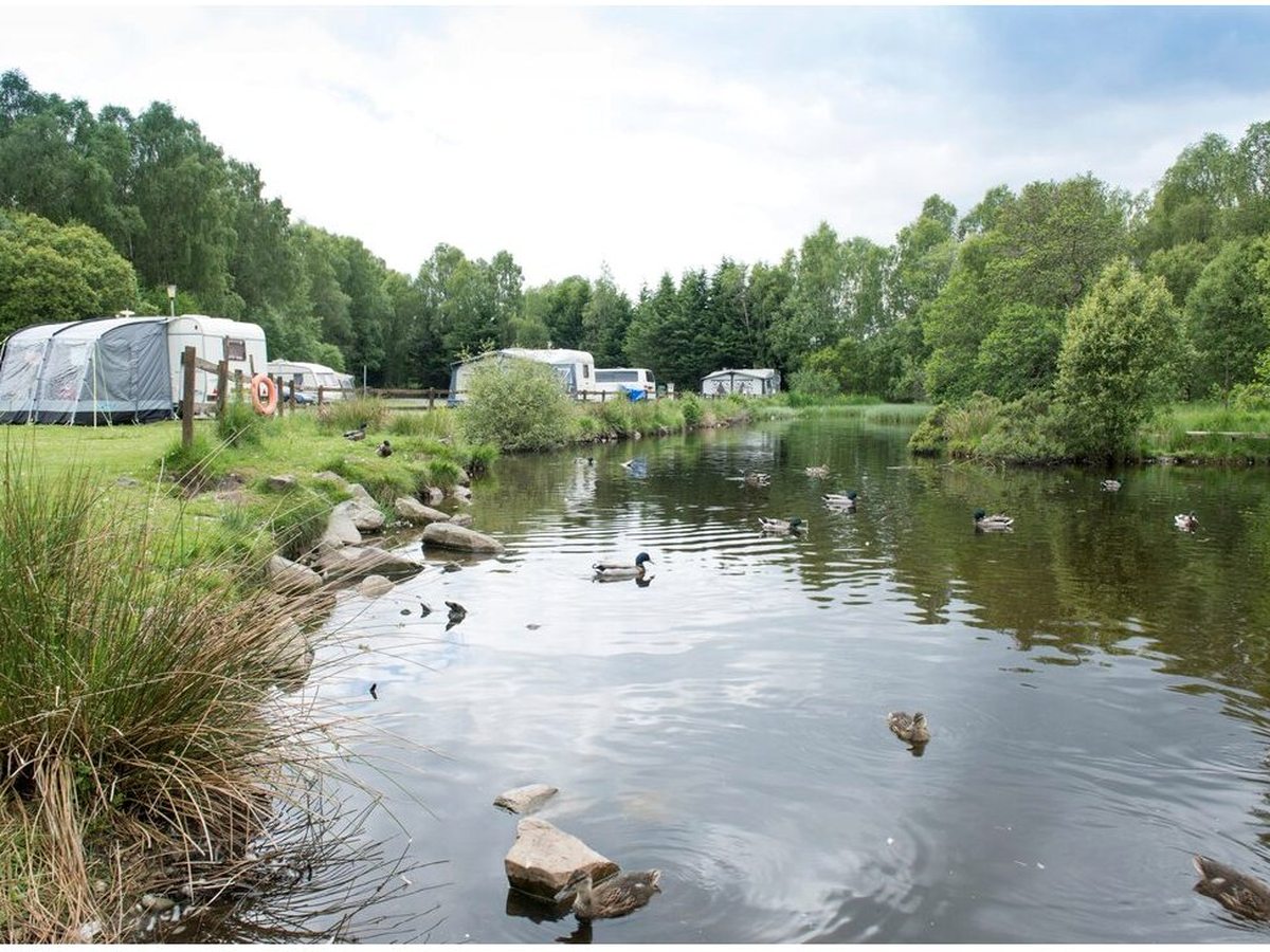 Mallard ducks on a reed-fringed pond, with touring caravans and awnings pitched on the grass along the bank and woodland behind.