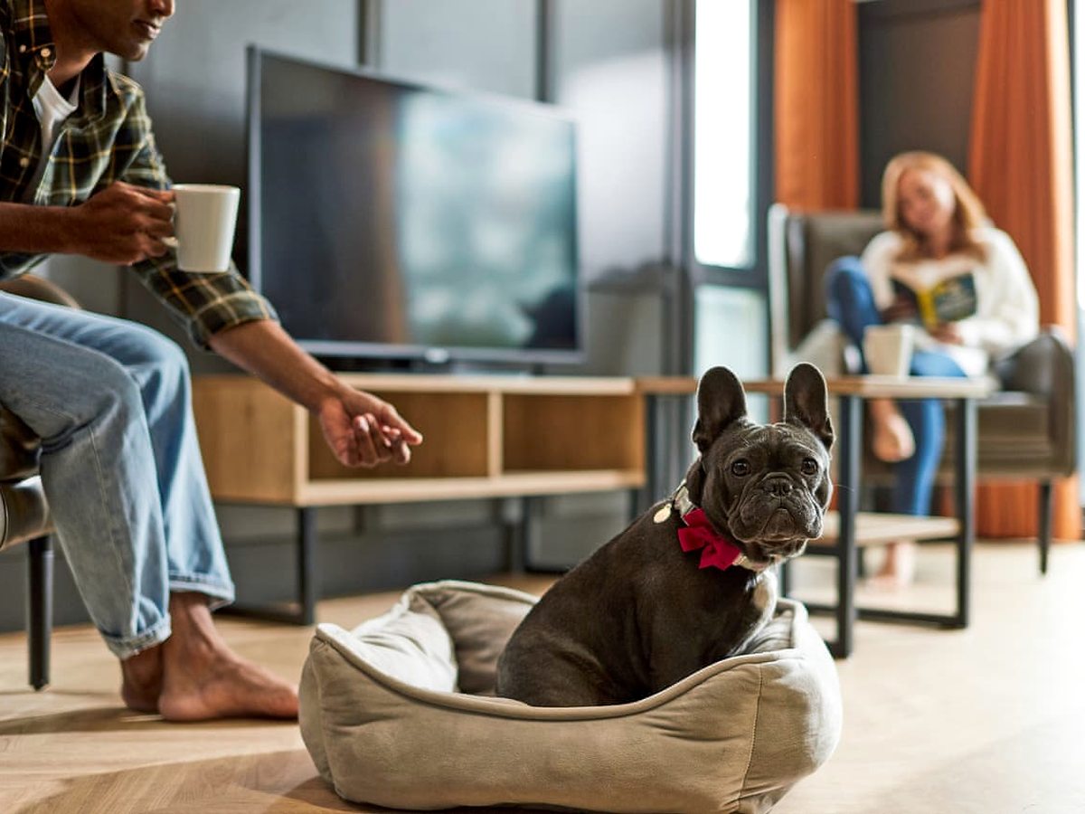 A French bulldog sitting in a dog bed on the wooden floor of a lodge lounge, with a man on a chair holding a mug and a woman reading in an armchair by the window.