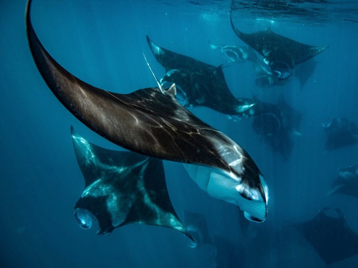 Several manta rays gliding through deep blue water, one large ray filling the foreground.