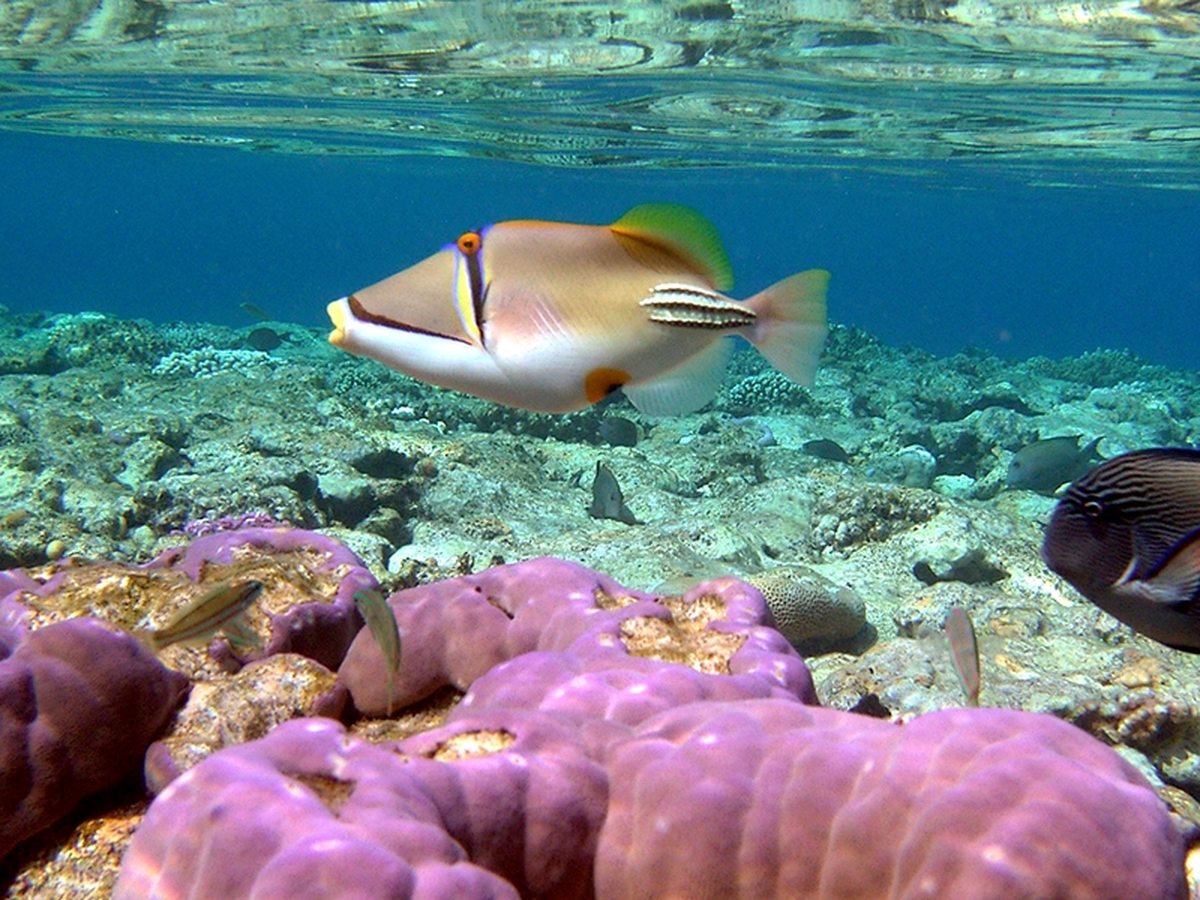 A picasso triggerfish and a dark surgeonfish swimming over pink and purple corals in clear shallow water.