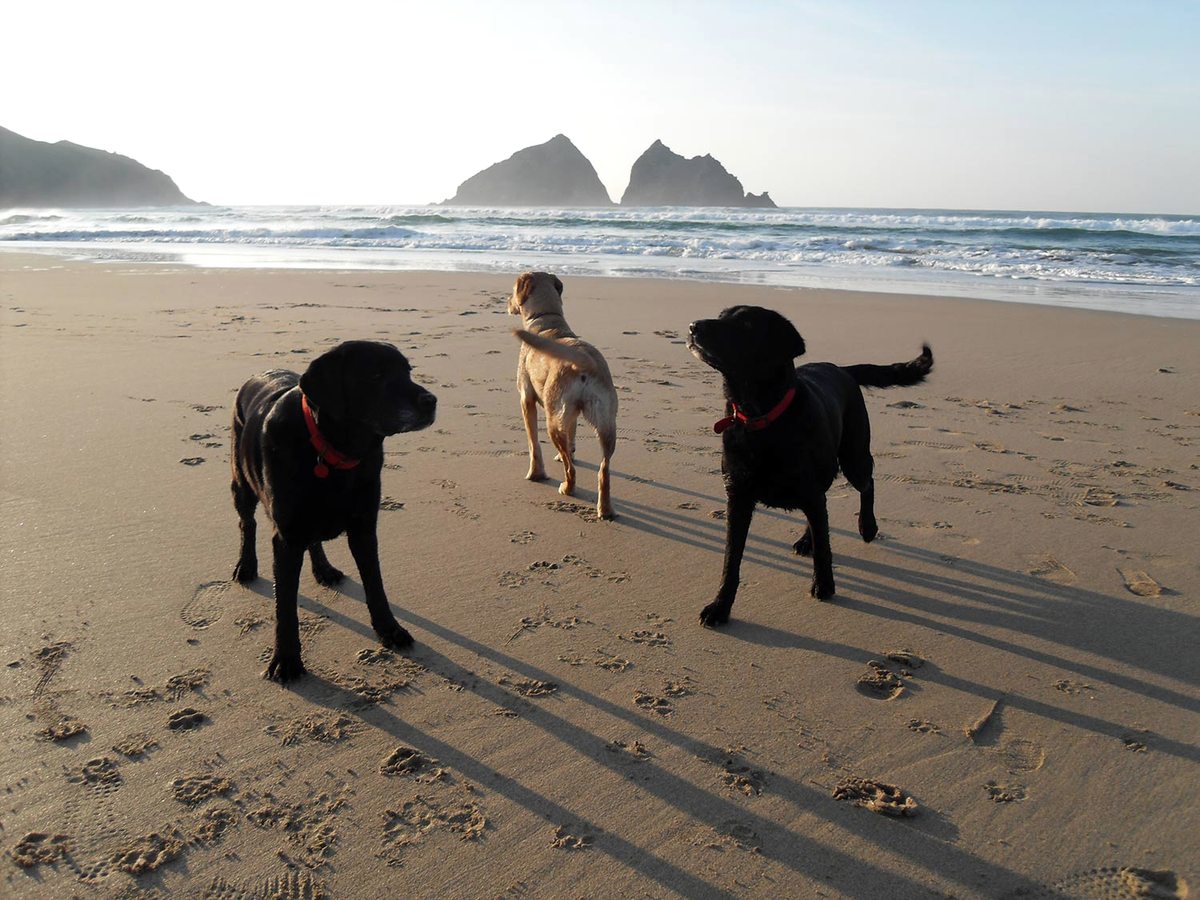 Three dogs on wet sand at the water's edge, with the Gull Rocks standing offshore.