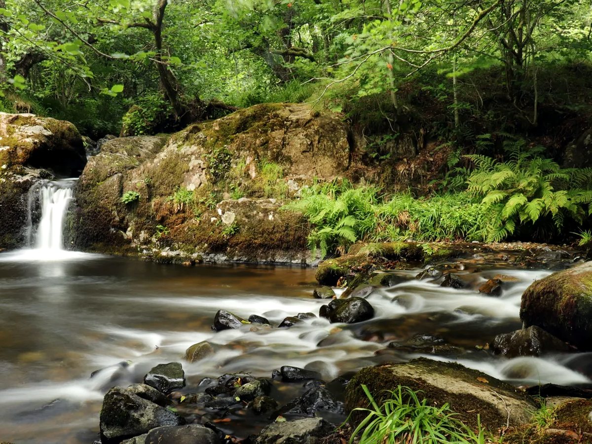 A small waterfall dropping into a rocky stream in woodland, with ferns and mossy boulders around it.
