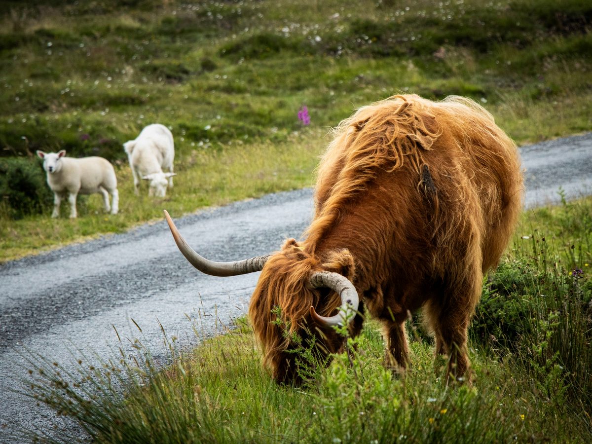 A Highland cow